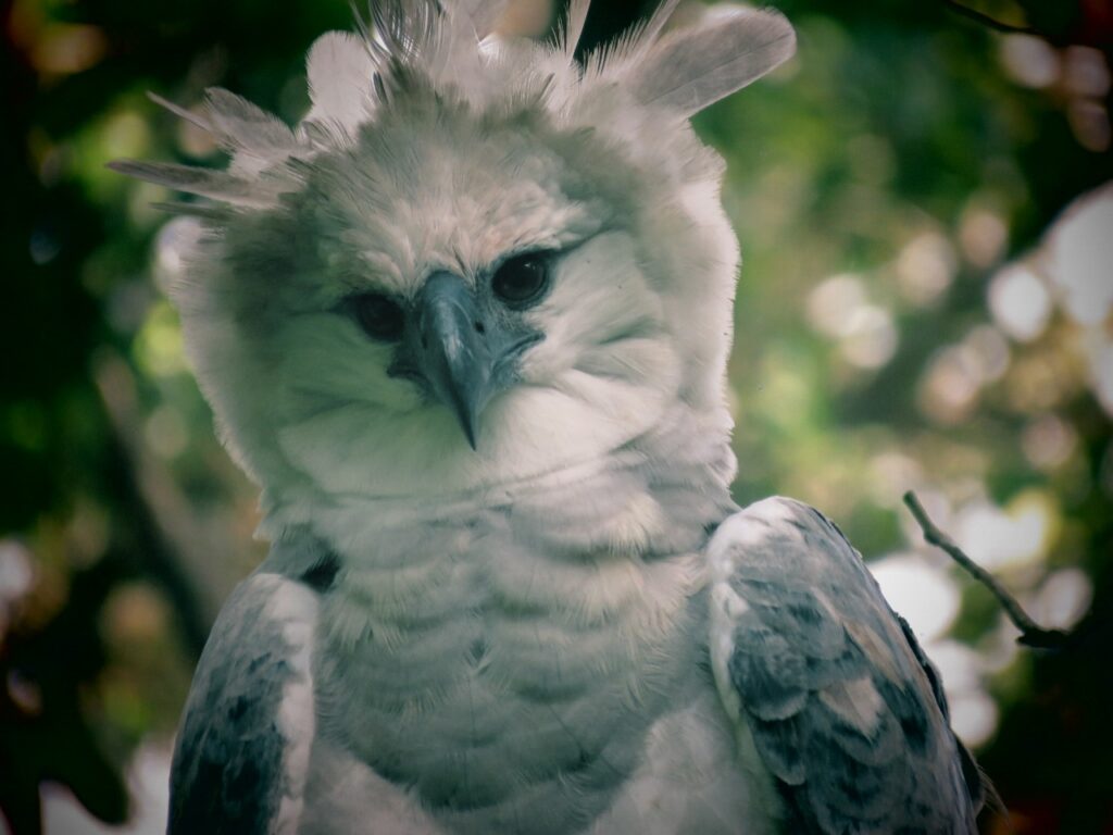 Panama posee la poblacion mas grande de Aguilas Harpias de Centroamerica 3