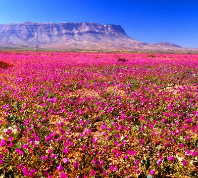 desierto florido reserva nacional