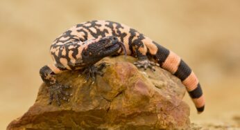 El lagarto más venenoso del mundo ayuda a los humanos