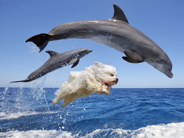Las aventuras de un adorable perrito gracias a Photoshop