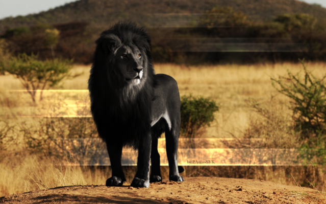 leon negro sabana