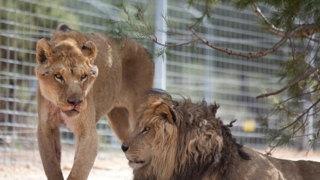 Dos leones rescatados de un circo se recuperan poco a poco image648 365