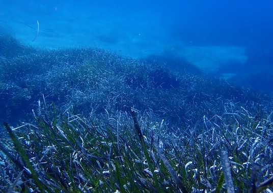 Las especies marinas podrían migrar al fondo para mantener la temperatura actual