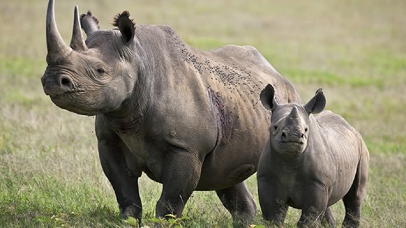 Datos que debes saber sobre los rinocerontes