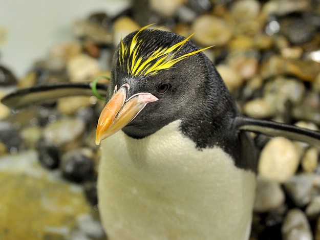 El pingüino macaroni, una historia de moda y plumas