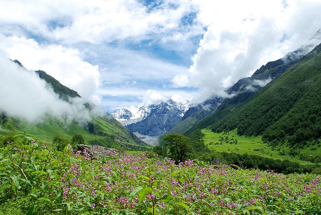 Millones de flores a los pies del Himalaya