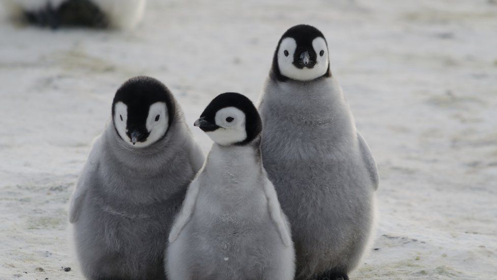 El Pingüino Emperador, uno de los más altos representantes de la Antártida