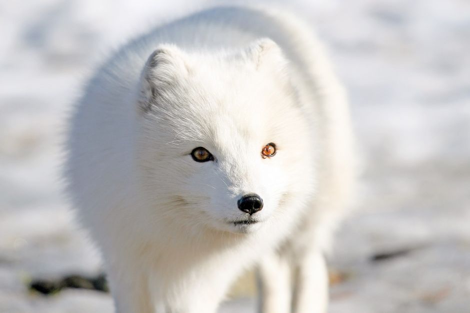 El viaje épico de una zorra del Ártico que dejó asombrados a los científicos
