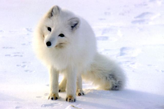 El encanto del zorro ártico