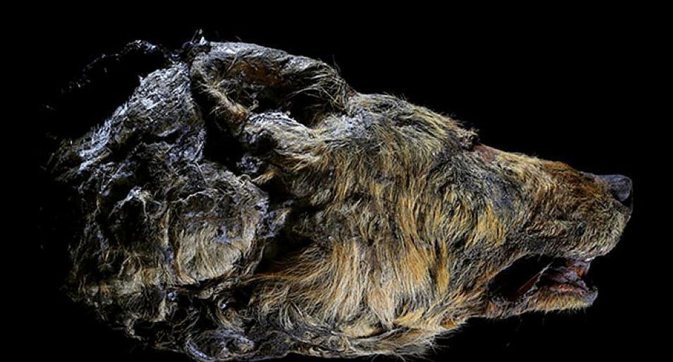 Un lobo gigante de más de 30.000 años con los colmillos y el cerebro intactos