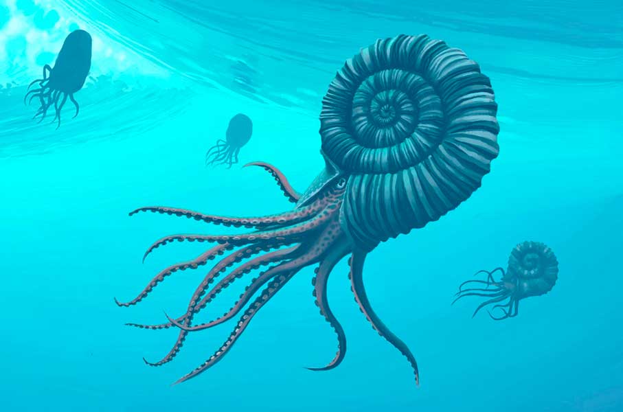 Los ammonites y su importancia en el registro fósil