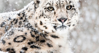 Leopardo de las nieves, el cazador del Himalaya