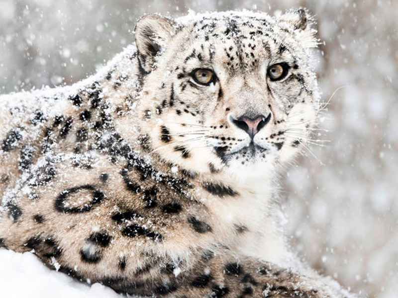 Leopardo de las nieves, el cazador del Himalaya