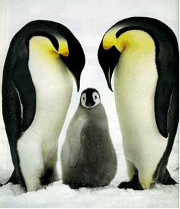 Pinguinos2351td