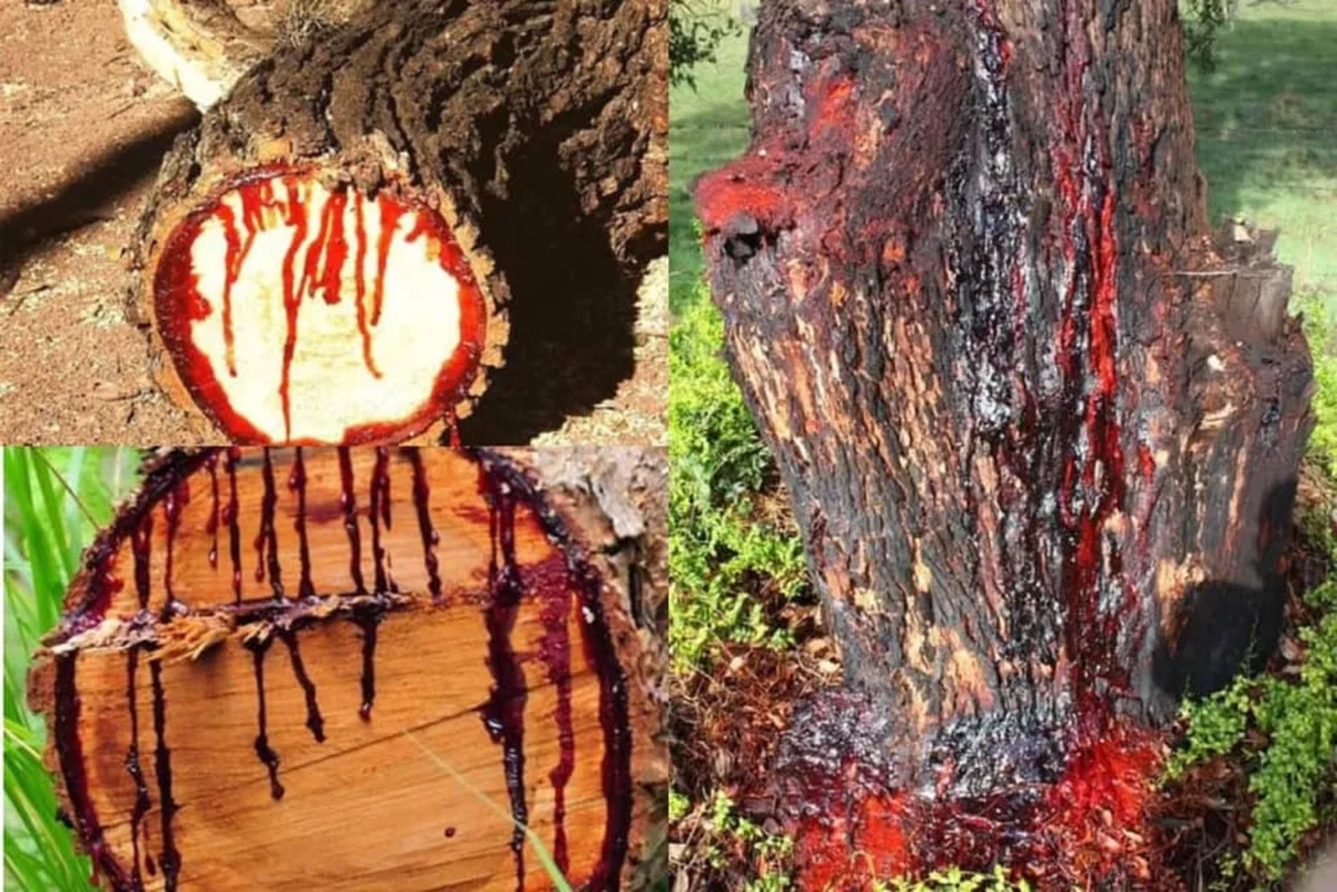 Corymbia: el increíble árbol que «llora sangre»