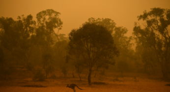 Australia en llamas: una catástrofe para la salud, la economía y la biodiversidad