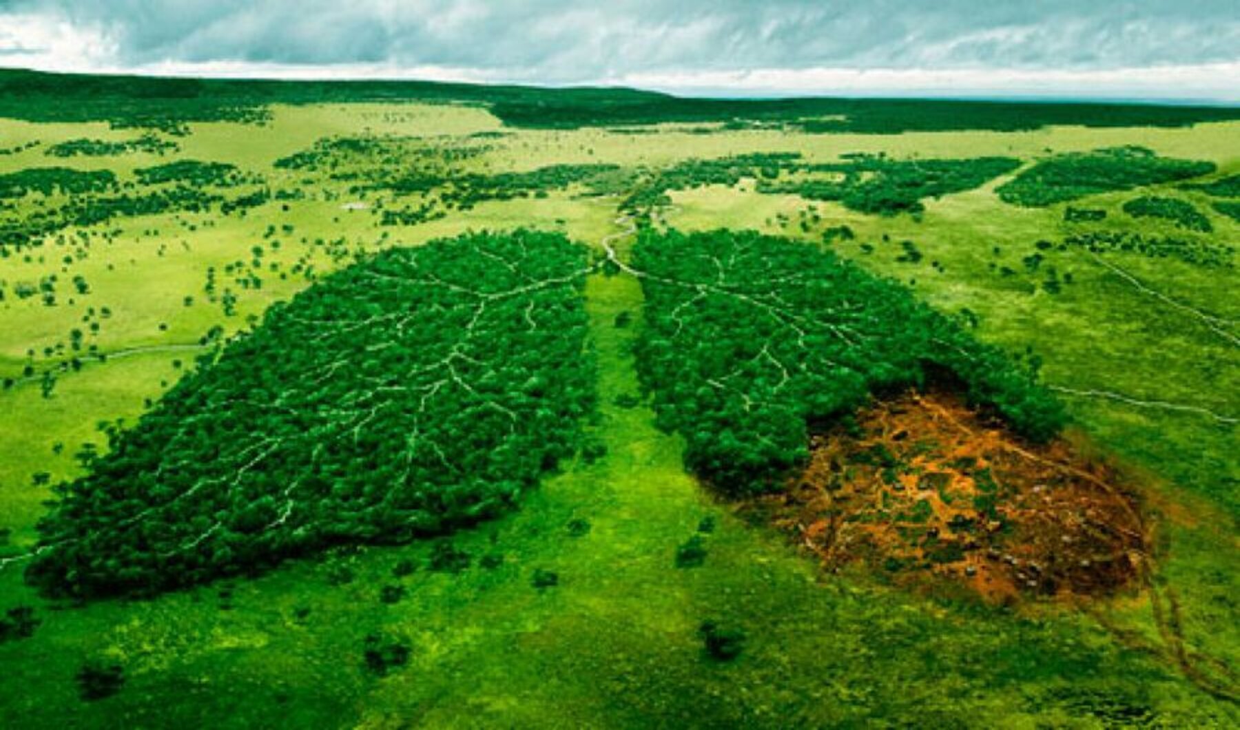 Por qué los bosques no son el pulmón del planeta