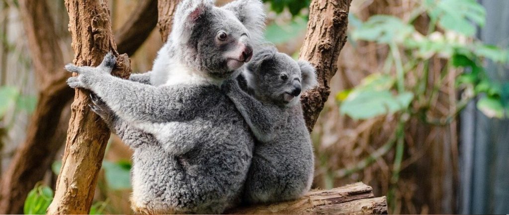 koala extincion