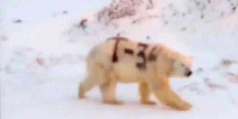 Hallan a un oso polar con misterioso mensaje y alerta a los científicos