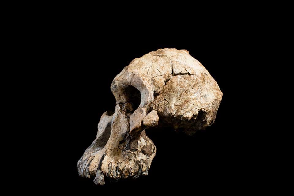 MRD: El cráneo que está cambiando lo que creíamos saber sobre la evolución
