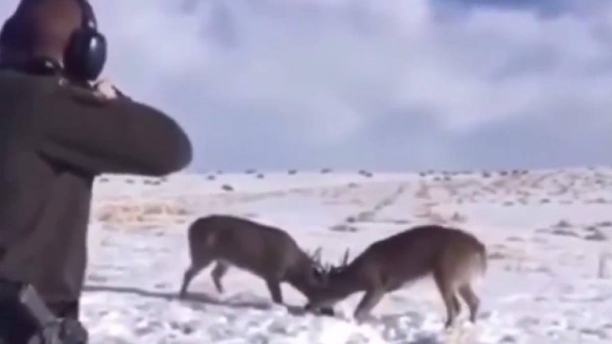 Un guardabosques libera a dos ciervos con un disparo perfecto