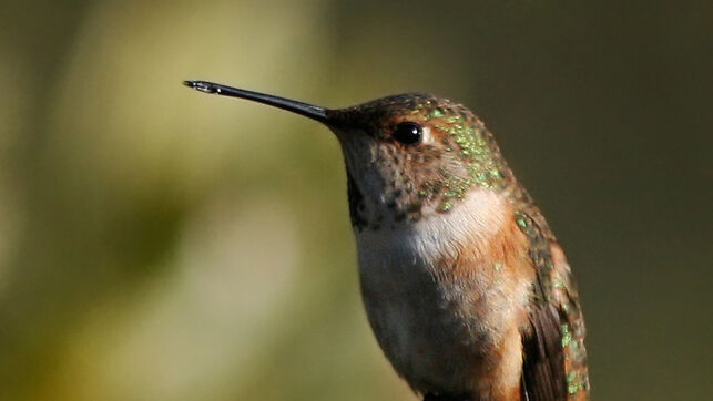 La hazaña transamericana del delicado colibrí rufo