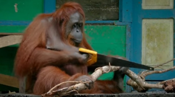 Un orangután salvaje aprende a serrar madera imitando a un orangután robótico