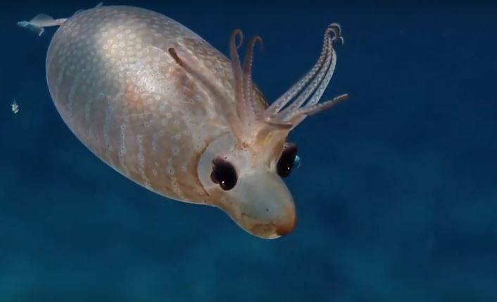 Un calamar lechon cazado a unos 1.500 metros de profundidad