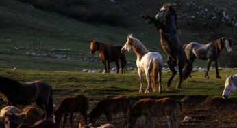 Norteamérica tiene mustangs, Bosnia Herzegovina tiene los caballos salvajes de Livno