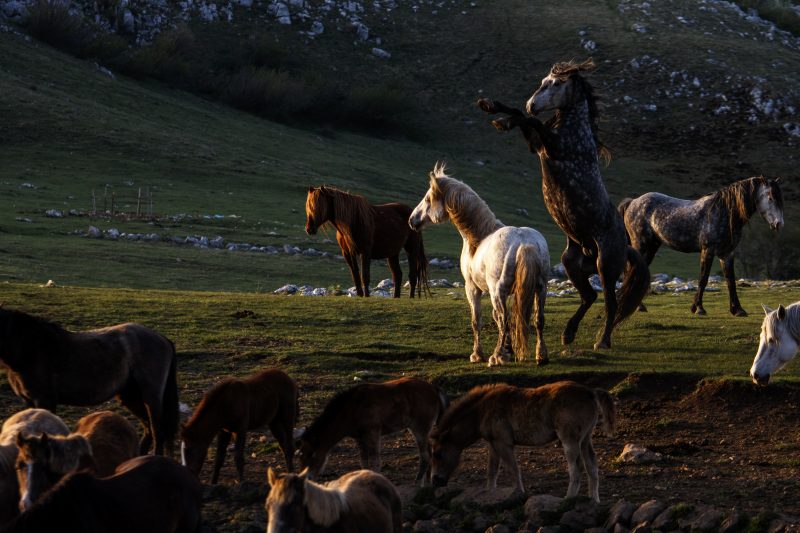 Norteamérica tiene mustangs, Bosnia Herzegovina tiene los caballos salvajes de Livno