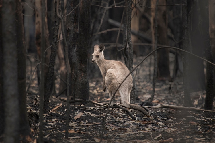 australian bushfires extinguished 0