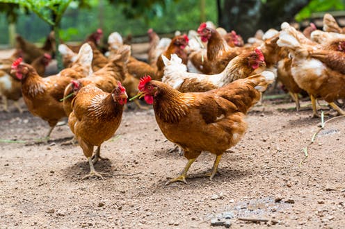 Lo que las gallinas nos enseñan sobre el coronavirus y su control