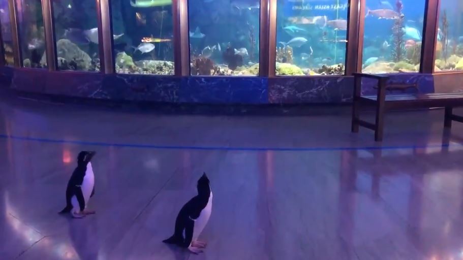 Cierran el acuario y los pingüinos aprovechan para visitar a sus vecinos