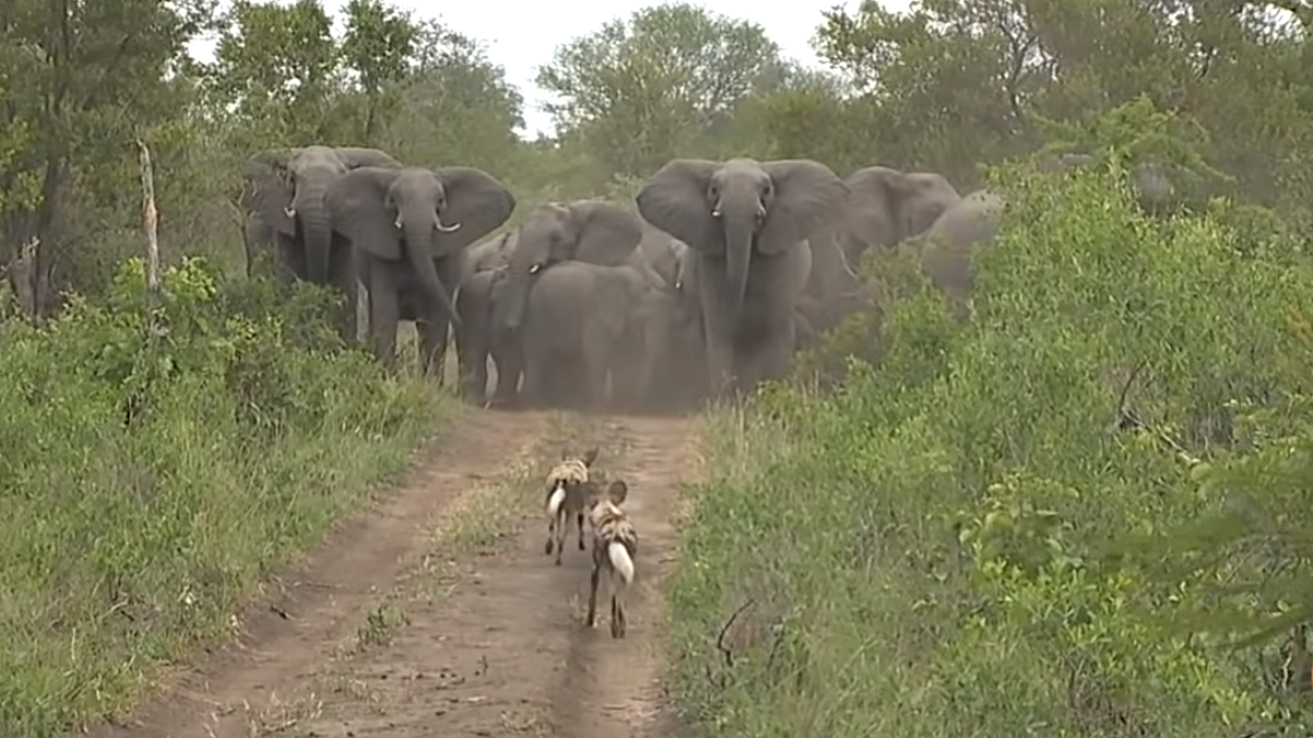 Así protegen estos elefantes a sus crías de una manada de licaones