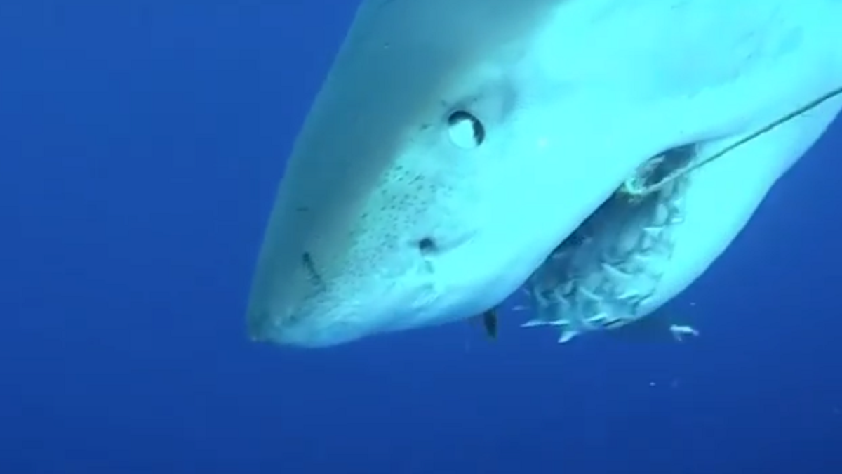 Así se le cae un diente a un tiburón