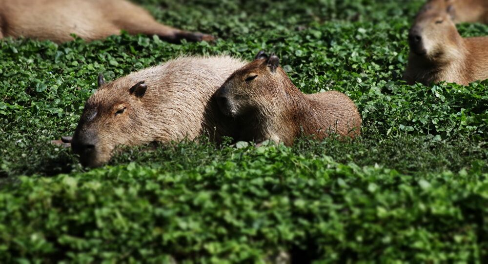 Unas capibaras se apoderan de un club de golf en medio de la cuarentena
