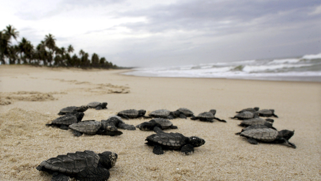 Nacen casi 100 tortugas en peligro de extinción gracias a la cuarentena en Brasil