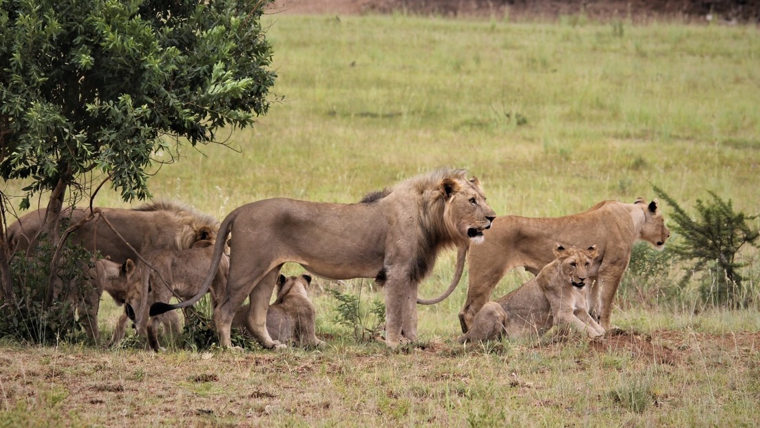 Graban al líder de la manada expulsando a un león joven