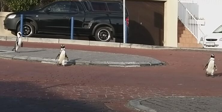 Los pingüinos se pasean por la tranquilas calles de Ciudad del Cabo durante el encierro por el COVID-19