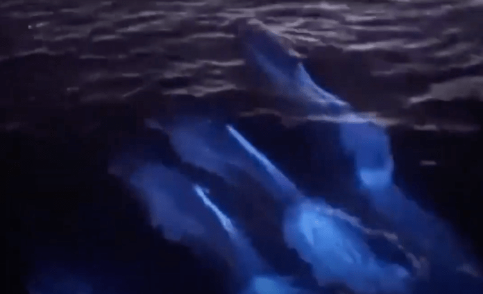 Una manada de delfines ‘brilla’ en el agua bioluminiscente en California