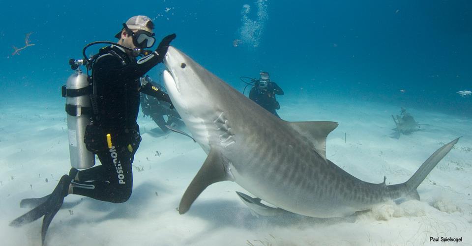 Provoca que un tiburón simule su muerte