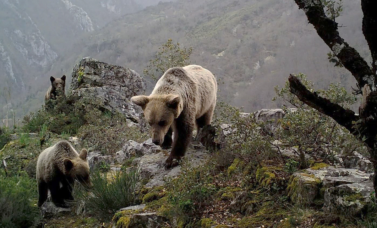 Los osos se dejan ver en Asturias con la llegada de la primavera