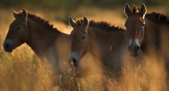 El misterio de los caballos salvajes de Chernóbil