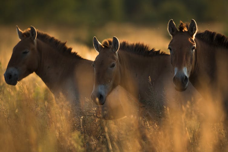 El misterio de los caballos salvajes de Chernóbil