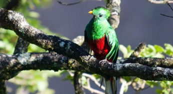 Captan el asombroso vuelo de un quetzal, ‘la serpiente voladora’