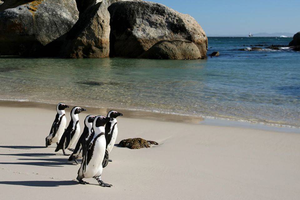 web aventuraafrica sudafrica ciudad del cabo pinguinos simons town 13