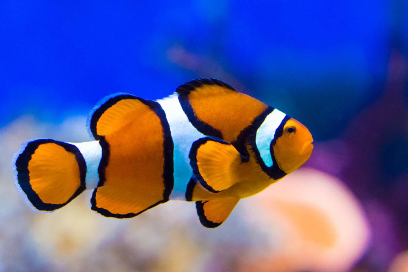 ¿Por qué Nemo tiene tres rayas blancas? Enigma resuelto