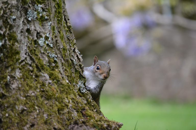 173. Dylan Jenkins grey squirrel peeking MPOY2020 14yrs and under small 768x512 1