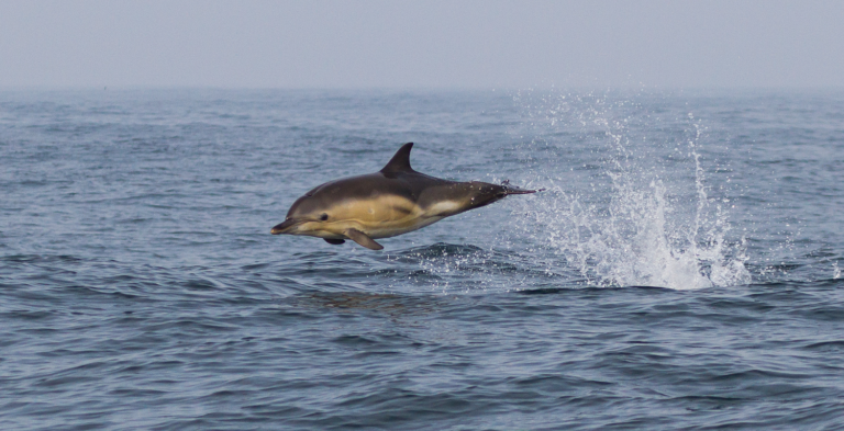 280. Dan Lettice Breaching Common Dolphin MPOY2020 small 768x393 1