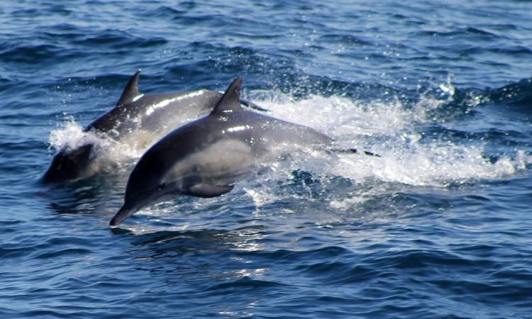 Filman manada de delfines cerca de las costas de Alicante
